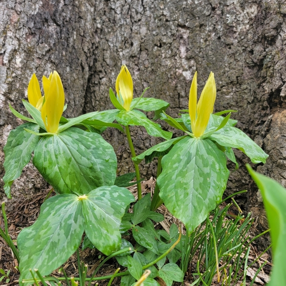 Meet your Posher, Trish - Picture 7 of 13